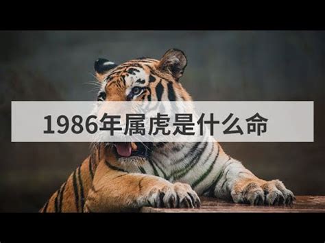 1986年生肖五行